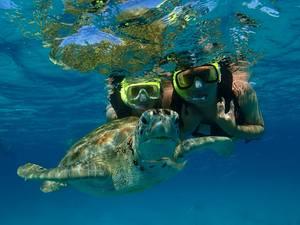 Barbados Swim with Turtles, Shipwreck Snorkel, and Beach Excursion