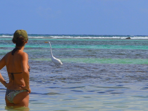 Costa Maya All Inclusive Barefoot Beach Club Day P Costa Maya Barefoot Beach Trip Reservations