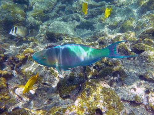 Roatan  Honduras beach break Trip Cost