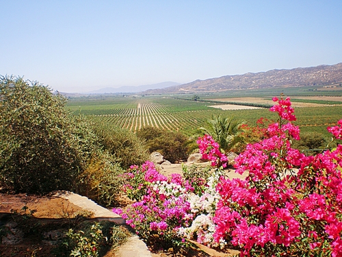 Ensenada Mexico wine tasting Reviews