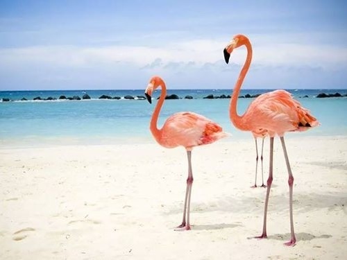 Nassau private snorkeling Cruise Excursion Tickets