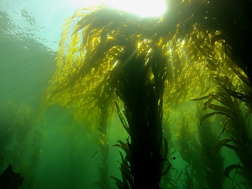 Ensenada real dive experience Excursion