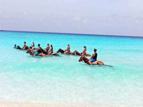 Turks and Caicos swim with horse Shore Excursion Reservations
