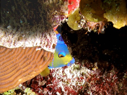 Cozumel snorkeling  Trip