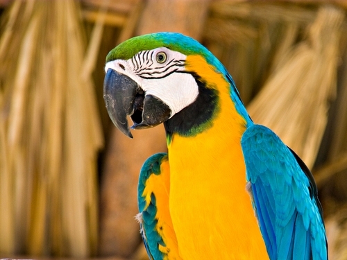 Belize  Belize City animal reserve Trip Cost