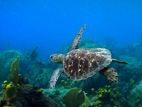 St. Lucia catamaran sail Cruise Excursion Reservations