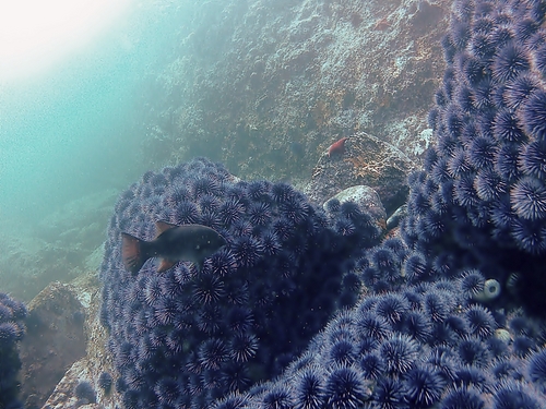 Ensenada tropical fish Excursion