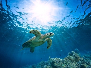 Belize 2 Site Snorkel with Sea Turtles and Caye Caulker Beach Break Excursion