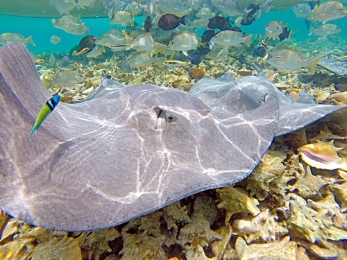 Belize Shark Ray Snorkeling Excursion Cost