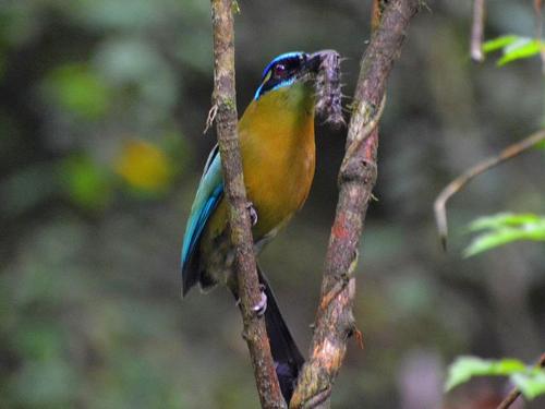 Belize countryside sightseeing Reviews