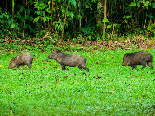 Belize  Belize City National Park Reviews