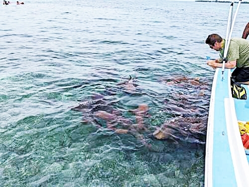 Belize Belize City Tropical Fish Snorkeling Tour Cost