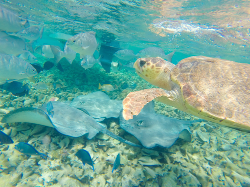 Belize Coral Gardens and Shark Ray Alley Snorkel Adventure Excursion