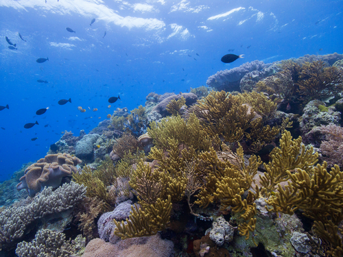 Belize Coral Gardens and Shark Ray Alley Snorkel Adventure Excursion