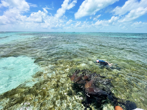 Belize Coral Gardens and Shark Ray Alley Snorkel Adventure Excursion