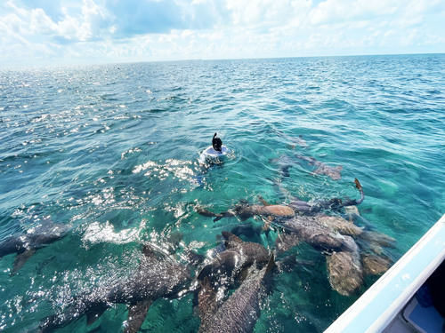 Belize Coral Gardens and Shark Ray Alley Snorkel Adventure Excursion