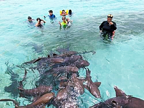 Belize Snorkel Shark Ray Alley Coral Gardens And Caye Caulker Beach Break Excursion Belize Excursions