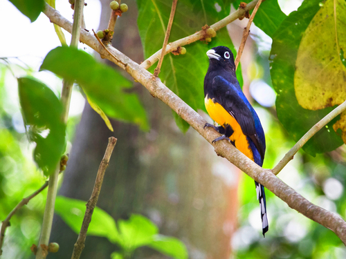 Belize guided eco nature adventure Cost