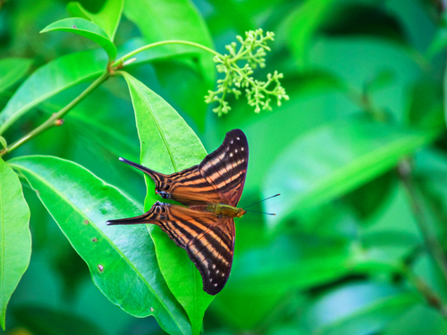 Belize  Belize City National Park Reviews