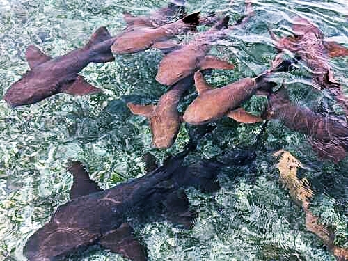 Belize Hol Chan Marine Reserve & Shark Ray Alley Snorkel Excursion Adventure with Caye Caulker Island Beach Break
