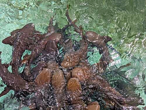 Belize Hol Chan Marine Reserve & Shark Ray Alley Snorkel Excursion Adventure with Caye Caulker Island Beach Break