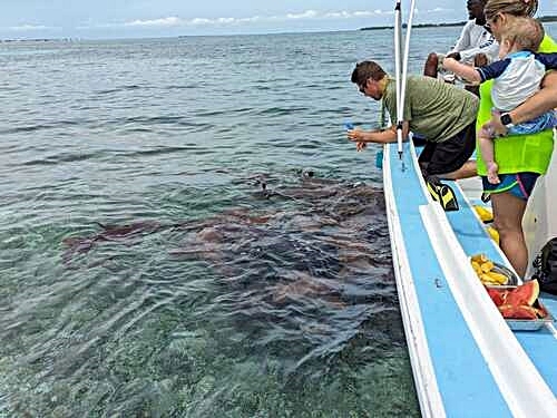 Belize Hol Chan Marine Reserve & Shark Ray Alley Snorkel Excursion Adventure with Caye Caulker Island Beach Break