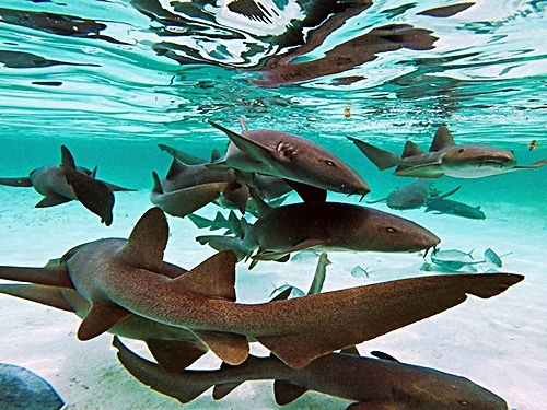 Belize Hol Chan Marine Reserve & Shark Ray Alley Snorkel Excursion Adventure with Caye Caulker Island Beach Break