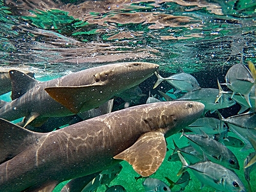 Belize Hol Chan Marine Reserve & Shark Ray Alley Snorkel Excursion Adventure with Caye Caulker Island Beach Break