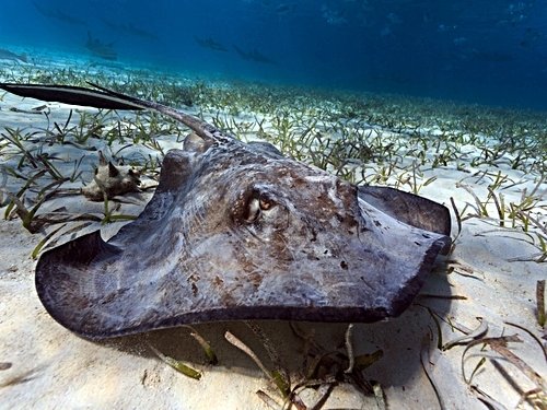 Belize Hol Chan Marine Reserve & Shark Ray Alley Snorkel Excursion Adventure with Caye Caulker Island Beach Break