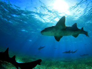 Belize Hol Chan One Tank SCUBA Dive and Shark Ray Alley Snorkel Excursion by Air