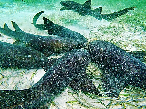 Belize Family Snorkeling Tour Cost