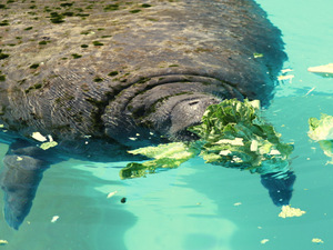 Belize Manatee Watching in the Wild Excursion