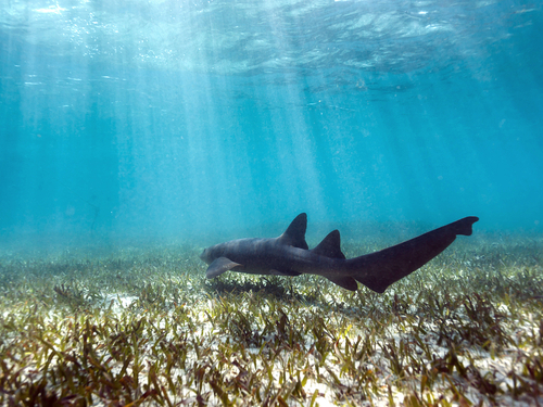 Belize Private Group Hol Chan Marine Park & Shark Ray Alley Snorkel, and Caye Caulker Island Beach Excursion