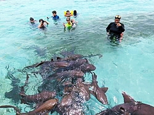 Belize Shark Ray Alley, Coral Gardens Snorkel, and Caye Caulker Island Beach Excursion