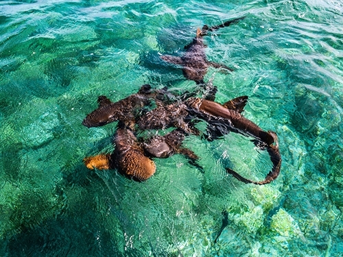 Belize Nurse Shark Snorkeling Trip Cost