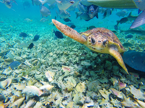 Belize Tropical Fish Snorkeling Shore Excursion Tickets