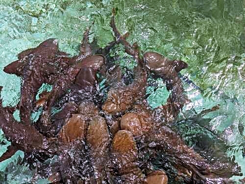 Belize Swimming Snorkeling Trip Prices