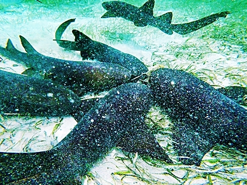 Belize Fun Snorkeling Shore Excursion Reviews