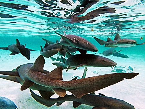Belize Belize City Nurse Shark Snorkeling Shore Excursion Booking