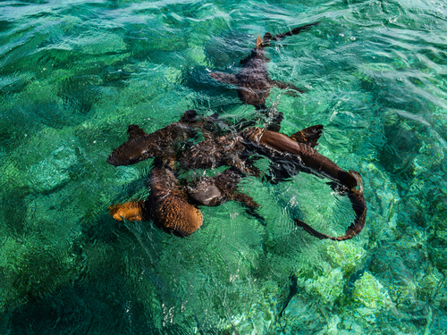 Belize City hol chan marine park Cruise Excursion Cost