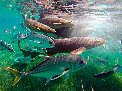 Belize Belize City Hol Chan Snorkeling Tour Prices