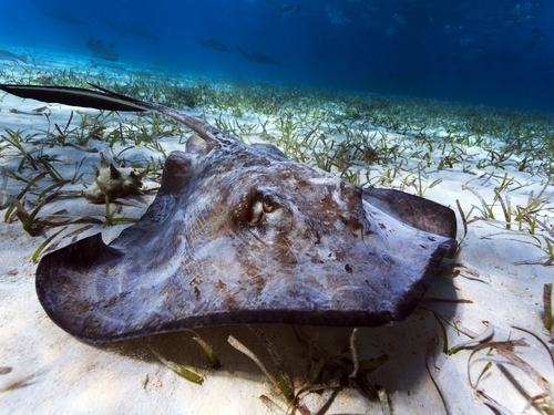 Belize Belize City Nurse Shark Snorkeling Cruise Excursion Reviews