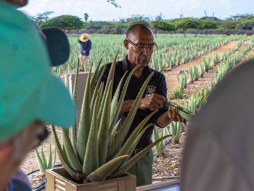 Best of Aruba Sightseeing Excursion