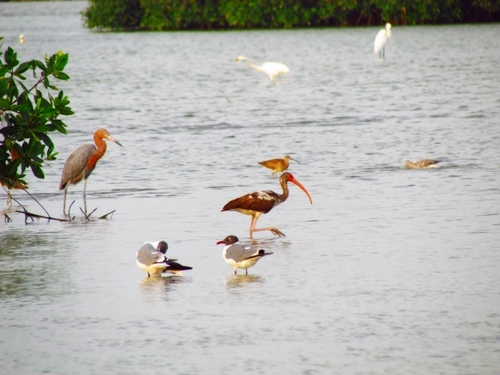 Cartagena  Colombia wild birds Cruise Excursion