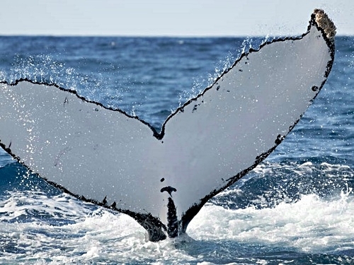 Turks and Caicos humpback whale Trip Booking