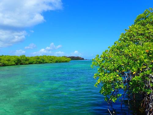 St. Thomas manglar lagoon Cruise Excursion Cost