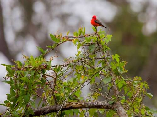 Belize  Belize City guided eco nature adventure Tickets