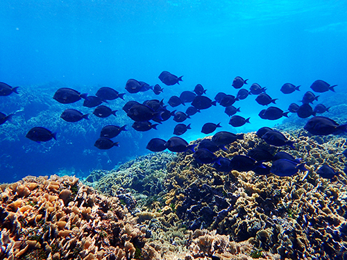 Roatan Southern Reef Snorkel Shore Excursion Reviews