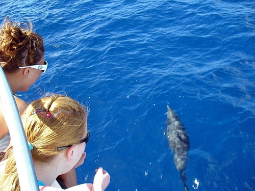 St. Lucia Humpback whale Excursion Cost