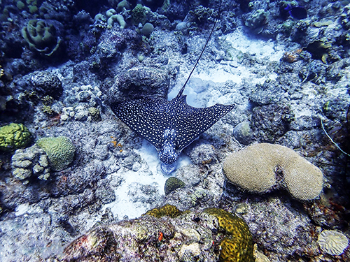 Bonaire Leeward Antilles National Park Diving Excursion Cost